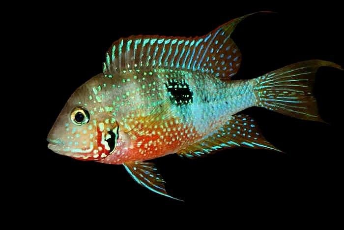Midden Amerikaanse Cichliden: Thorichthys maculipinnis, Dieren en Toebehoren, Vis, Zoetwatervis