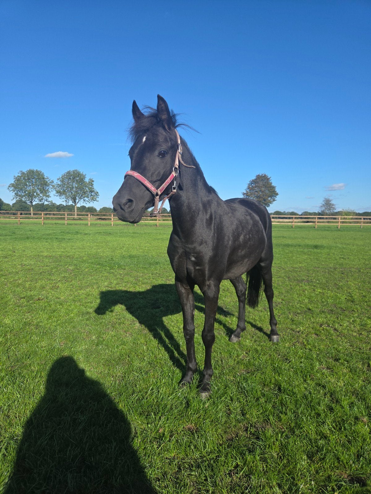 lieve B pony, B, Springpony, 3 tot 6 jaar, B pony (1.17m tot 1.27m)