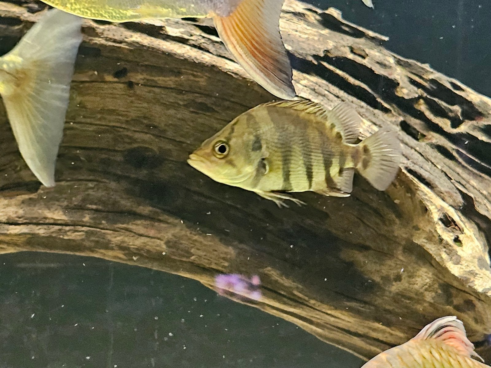Datnioides microlepis tijgerbaars, Dieren en Toebehoren, Vissen | Aquariumvissen, Vis