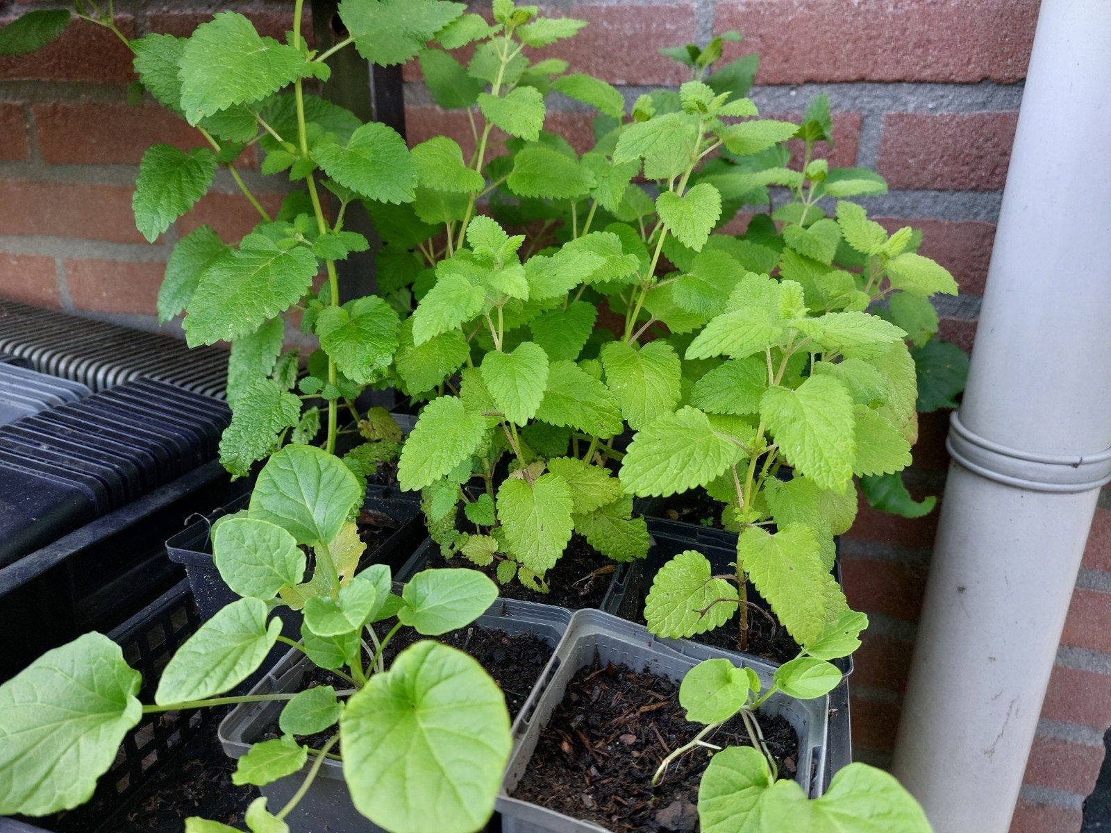 Plantjes eetbaar, kruiden, sierplanten, zwarte framboos, Ophalen, Volle zon