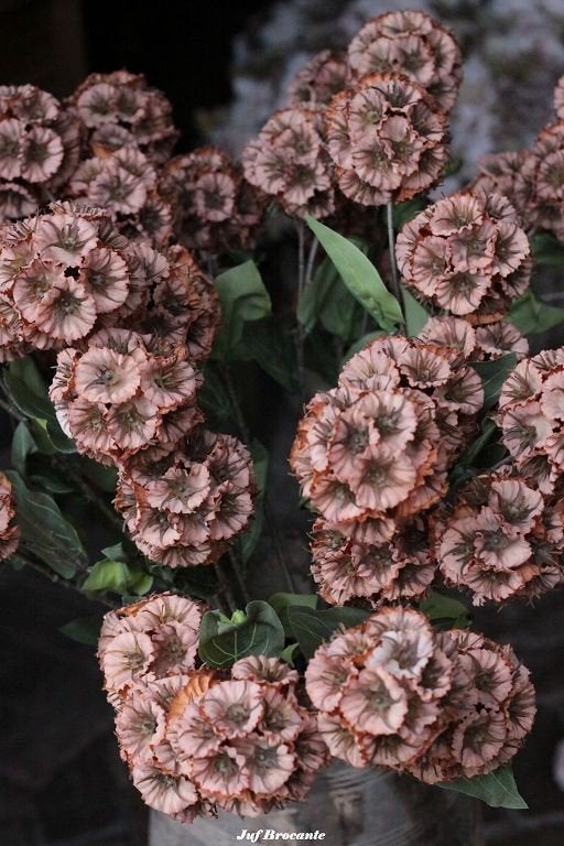 Dianthus brown zijdebloemen, Www.jufbrocante.nl, Www.jufbrocante.nl, Nieuw, Ophalen of Verzenden