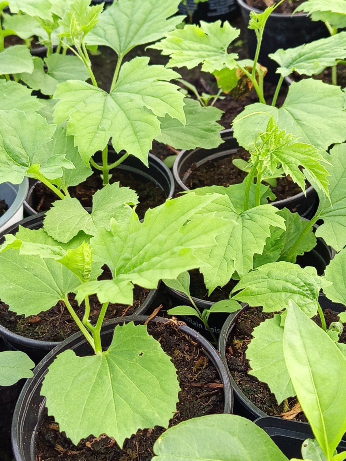 Surinaamse groente planten vanaf 1,50 euro, Ophalen of Verzenden, Eenjarig, Groenteplanten, Volle zon