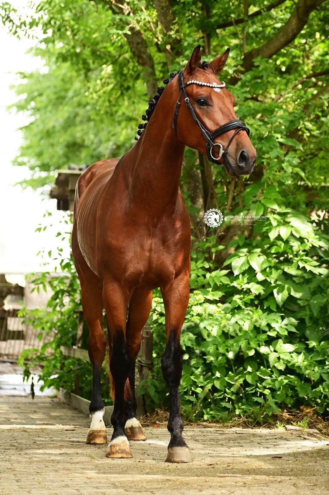 Kwaliteitsvolle 3-jarige Ziyech ruin | Braaf & zadelmak, Ruin, Dressuurpaard, 3 tot 6 jaar