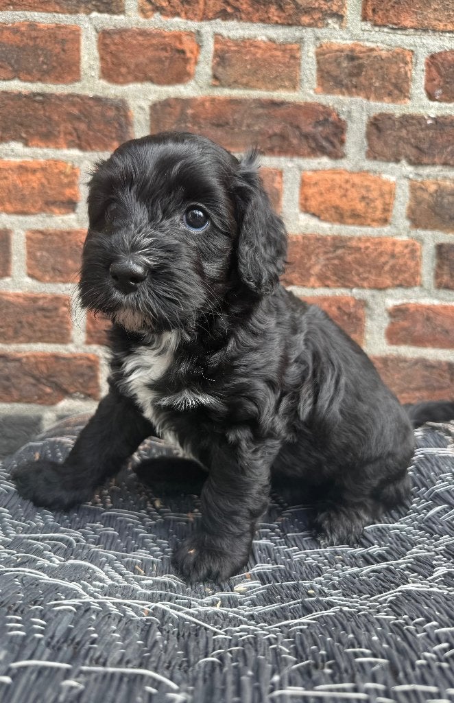 Australian Labradoodle pups | WALA stamboom, Overige rassen, 8 tot 15 weken, Meerdere, Meerdere dieren