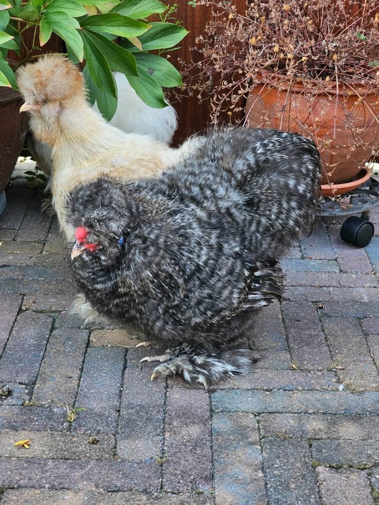 USA zijdehoen haan, Dieren en Toebehoren, Pluimvee, Kip, Mannelijk