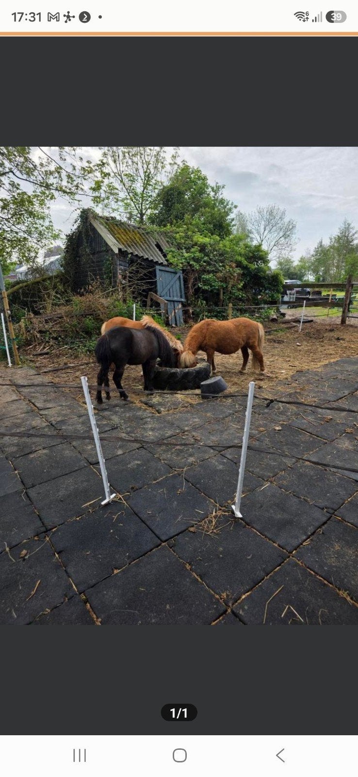 verzorgster voor shetlanders, Dieren en Toebehoren, Ophalen of Verzenden