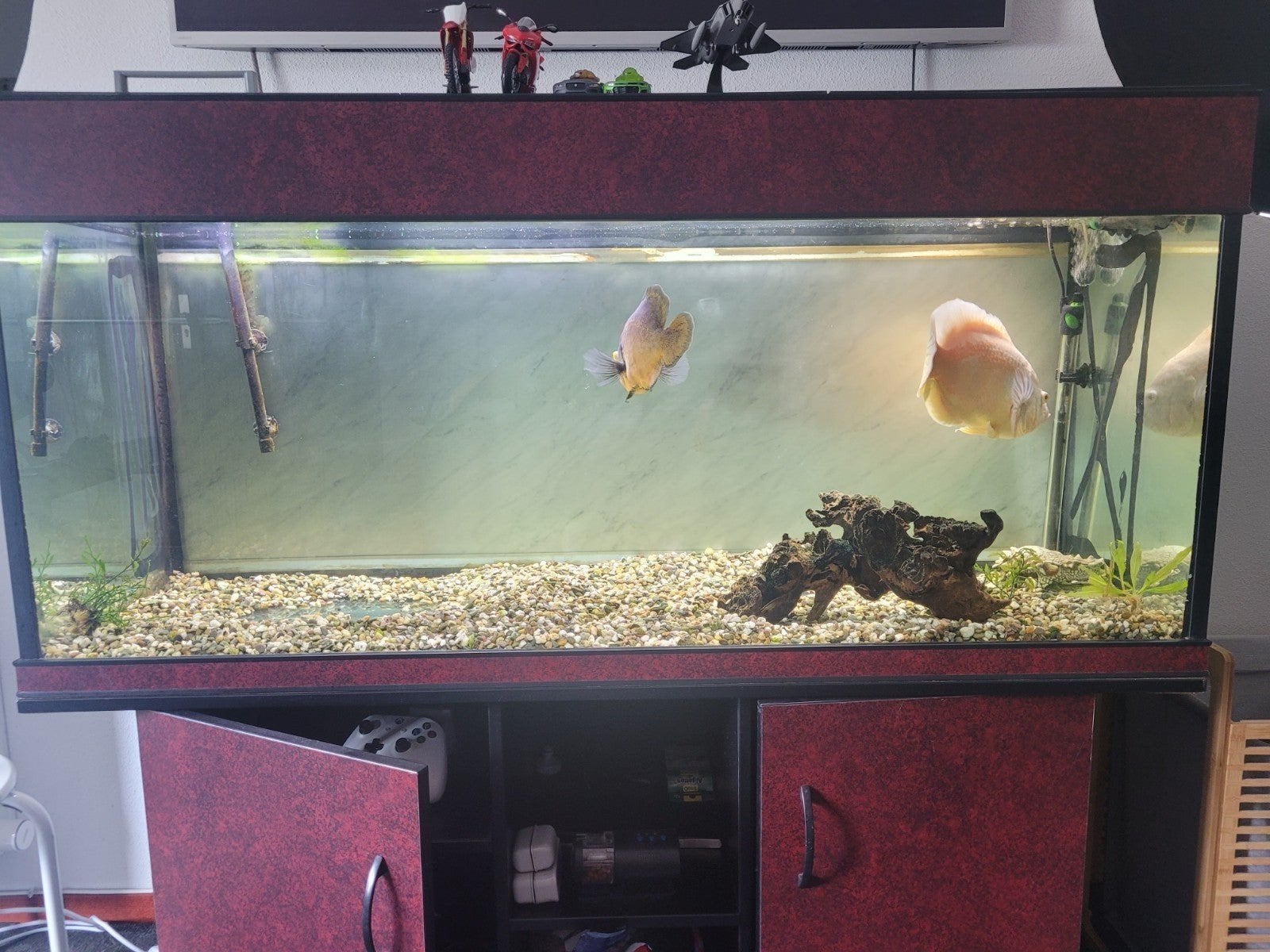 2 mooi Oscars, Vis, Zoetwatervis, Schoolvis