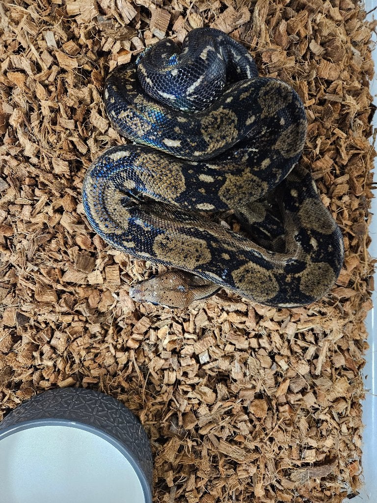 Boa constrictor Cay island Belize-Honduras Afgodslang, Dieren en Toebehoren, Reptielen en Amfibieën, Slang, Tam, 11 jaar of ouder