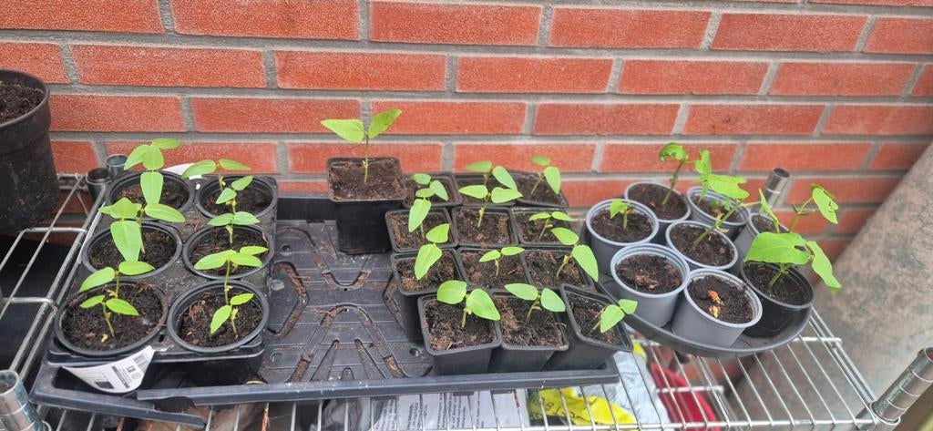 Biologische Kousenband Stekjes - Heerlijke Groente, Ophalen, Eenjarig, Groenteplanten, Volle zon