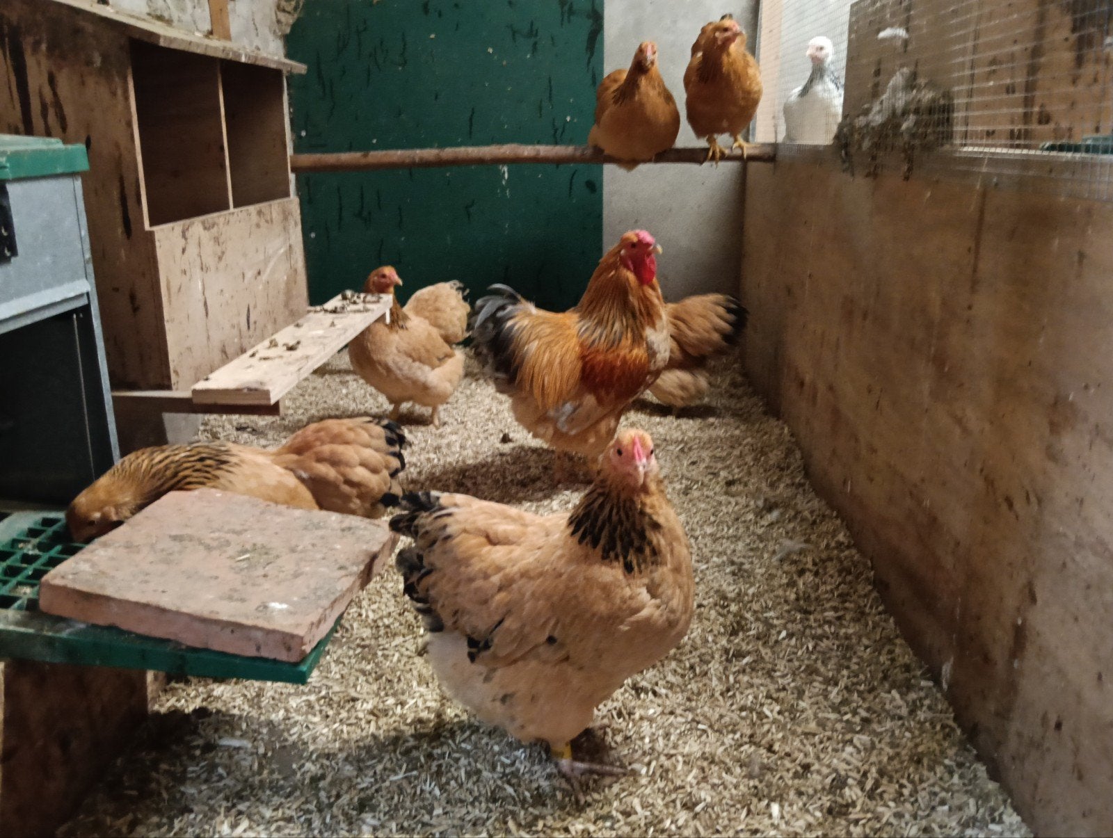 wyandotte broedeieren, Dieren en Toebehoren