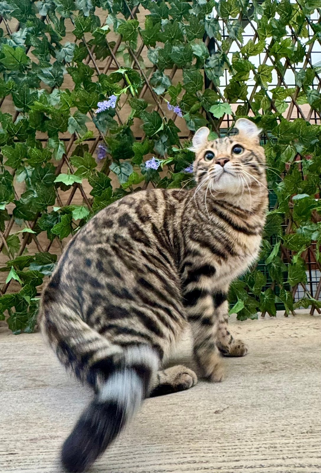 American curl kittens | fantastisch karakter | stamboom, Meerdere dieren, Langharig, 0 tot 2 jaar