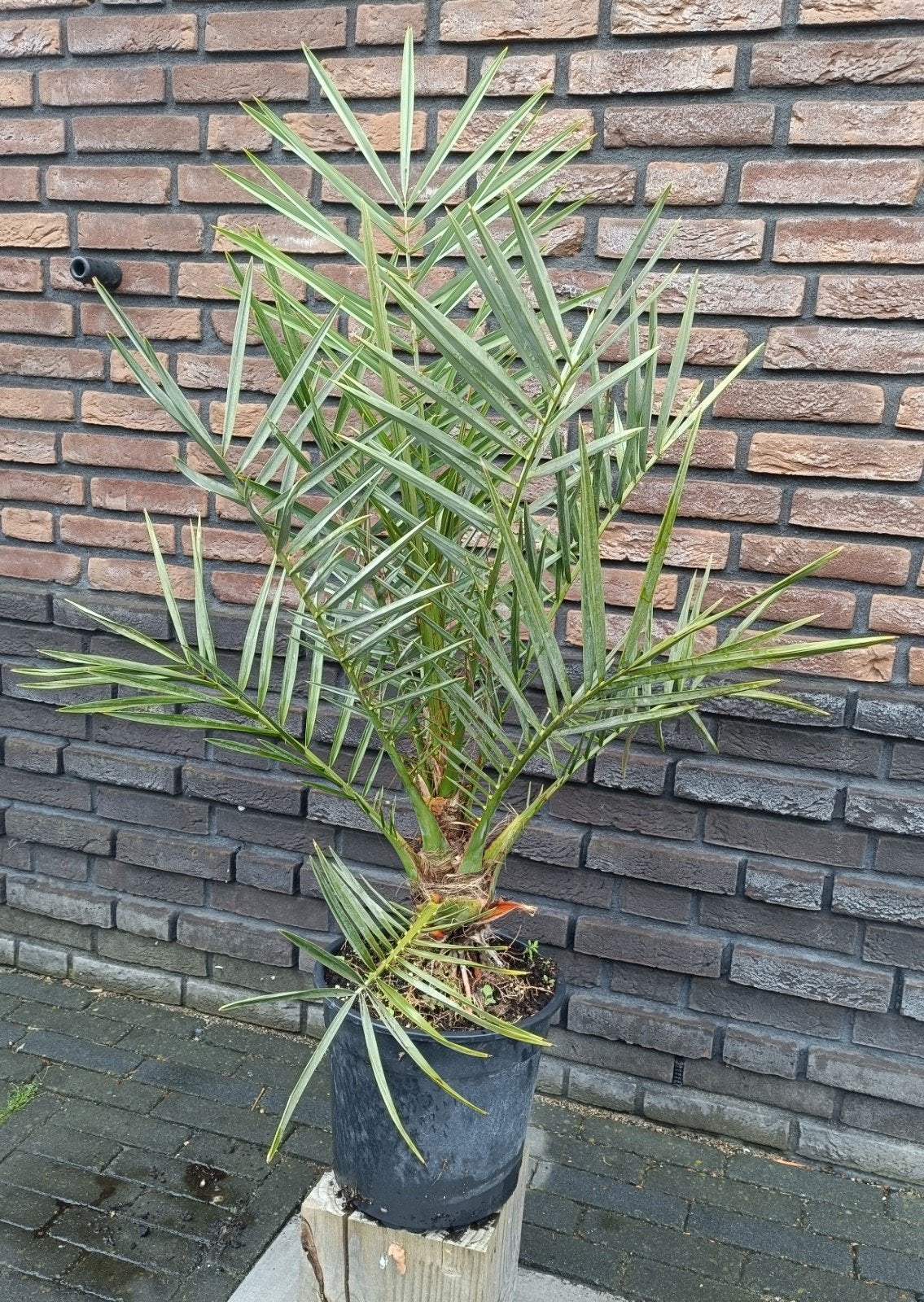 Canarische dadelpalm in 27 cm pot. Winterhard tot -5C., Ophalen, Volle zon, Palmboom, Minder dan 100 cm