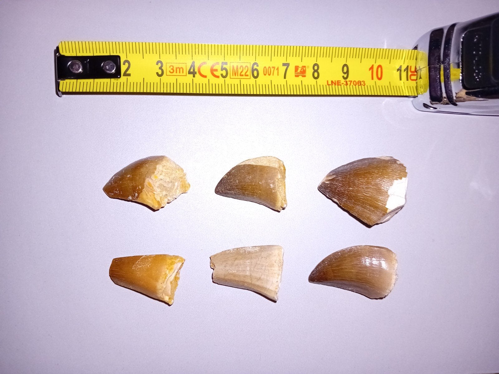 Set van 6 mosasaurus tandjes, Ophalen of Verzenden, Fossiel