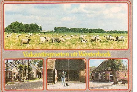 Ansichtkaart 	Westerbork	4-luik	Schapen, Verzenden, 1980 tot heden, Gelopen, Drenthe