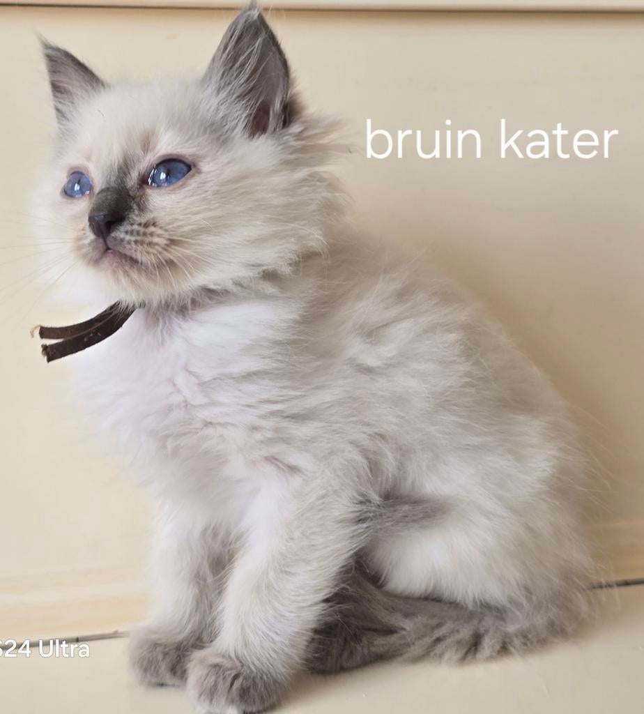 Ragdoll kitten stamboom, kampioen lijn getest, Dieren en Toebehoren, Katten en Kittens | Raskatten | Langhaar, Kater, Met stamboom