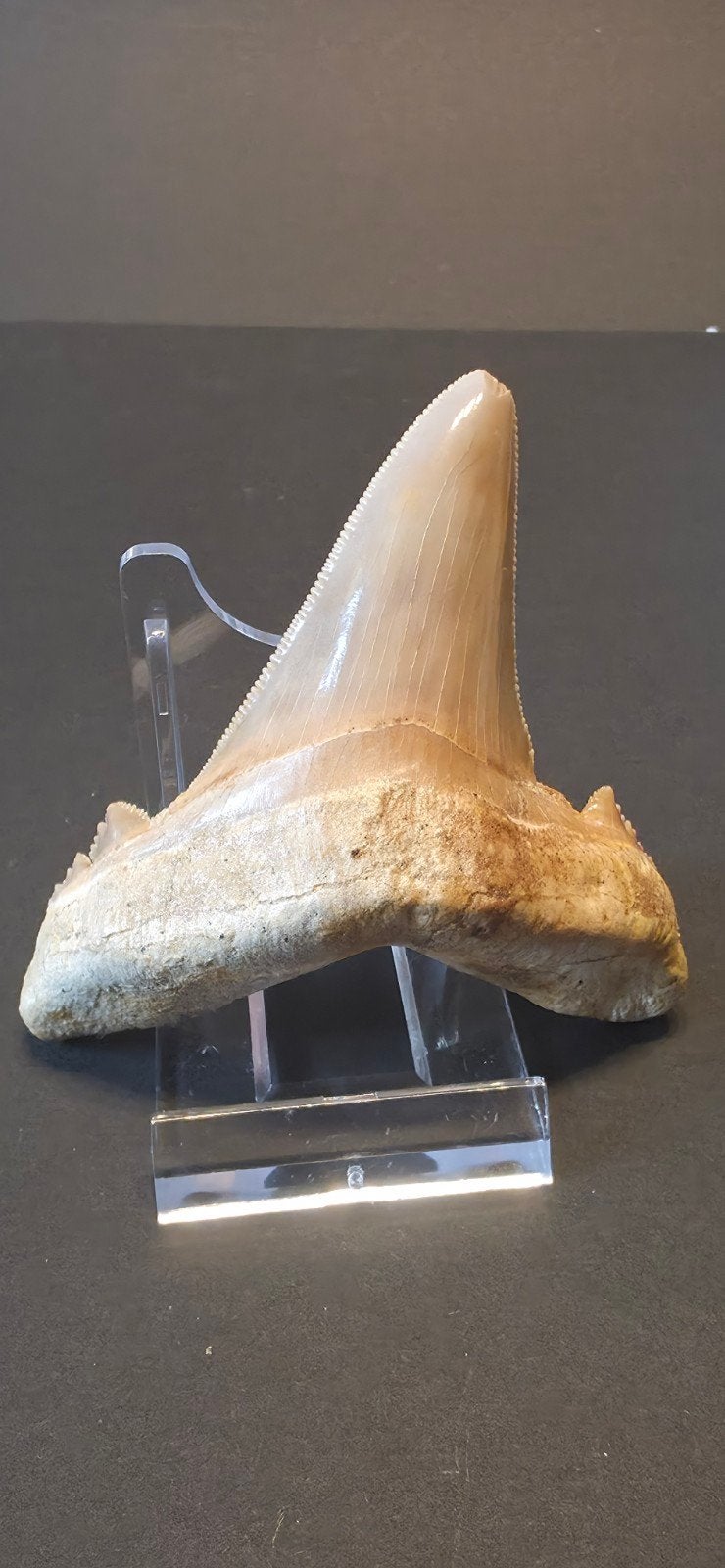 Grote Otodus Sokolovi haaientand - 9 cm, Ophalen, Fossiel