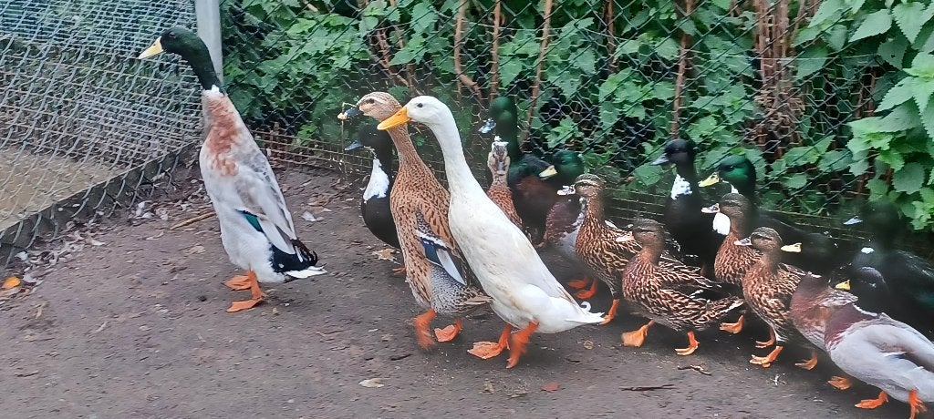 Eenden, Dieren en Toebehoren, Meerdere dieren, Eend