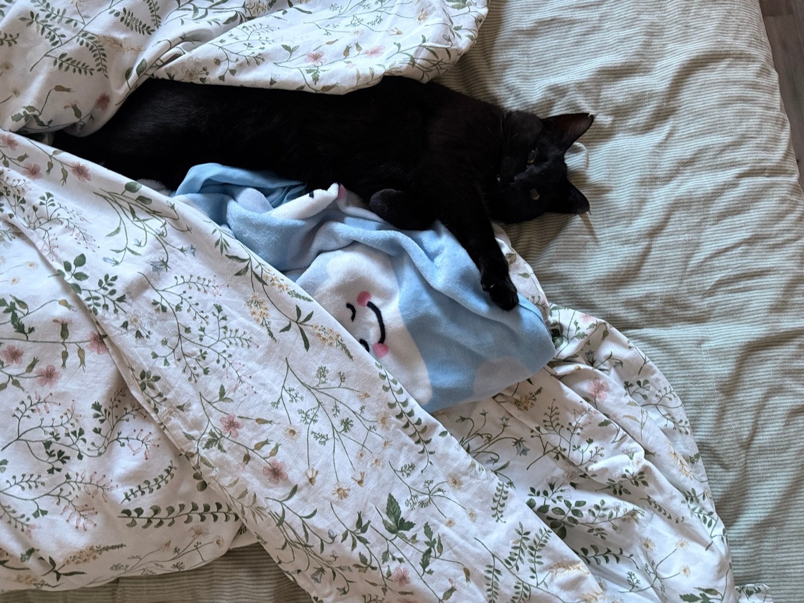 Liefdevol thuis gezocht, Kater