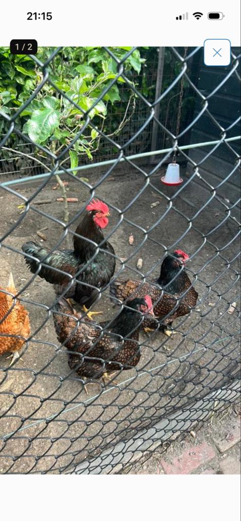 Barnevelder dubbelgezoomd broedeieren, Dieren en Toebehoren, Geslacht onbekend, Kip
