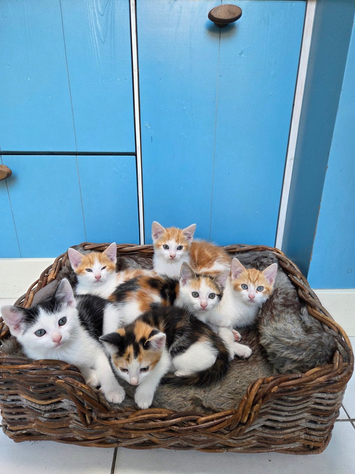 lieve kittens, Meerdere dieren