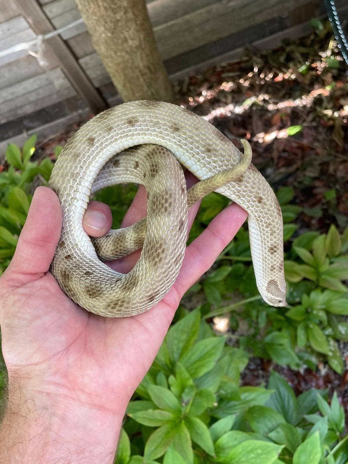 0.1 heterodon nasicus CONDA HET SWISS 2024, Hagedis, 0 tot 2 jaar