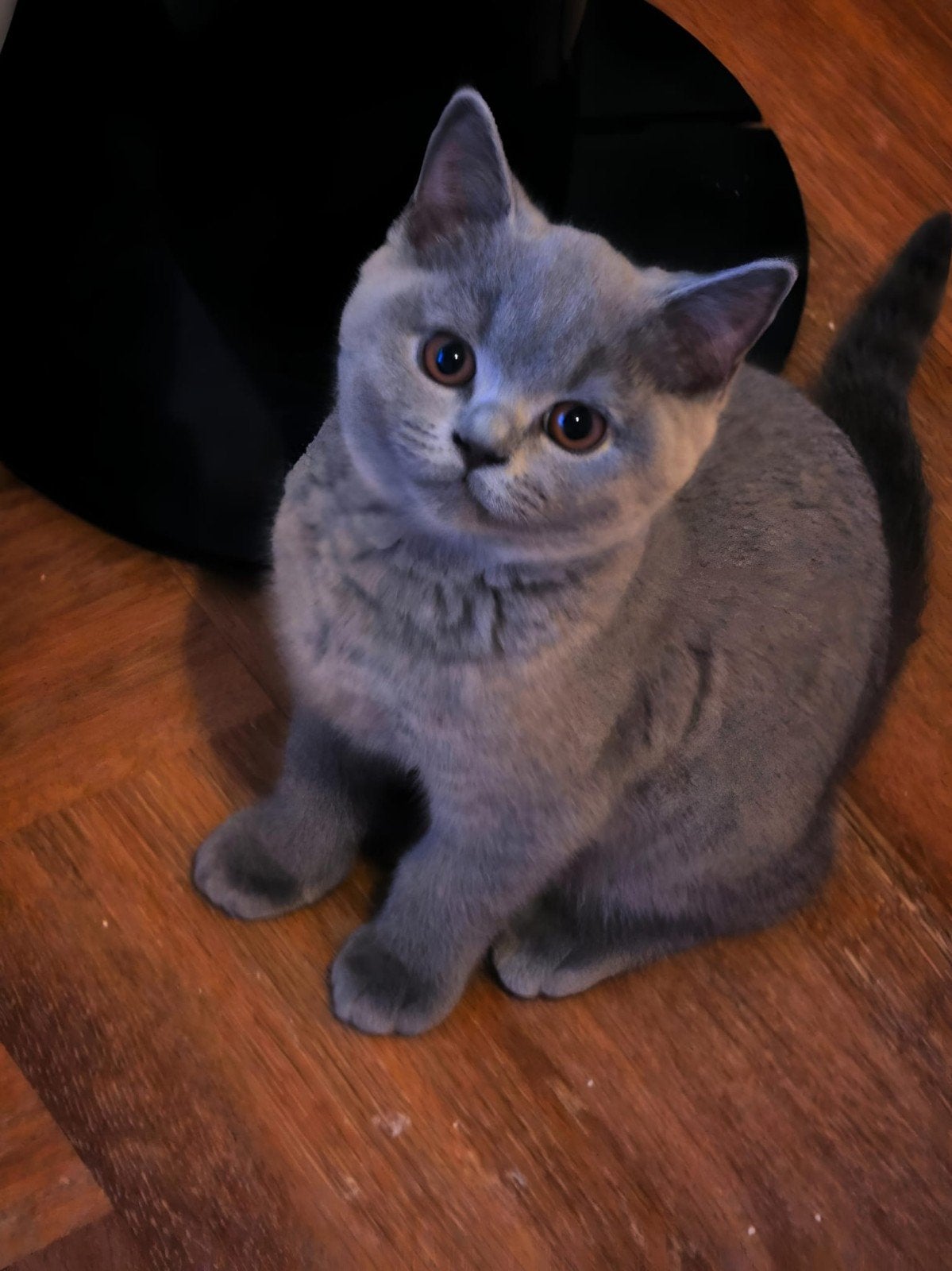 Britse korthaar met stamboom te koop, Dieren en Toebehoren, Katten en Kittens | Overige Katten, Poes, Kortharig, 0 tot 2 jaar
