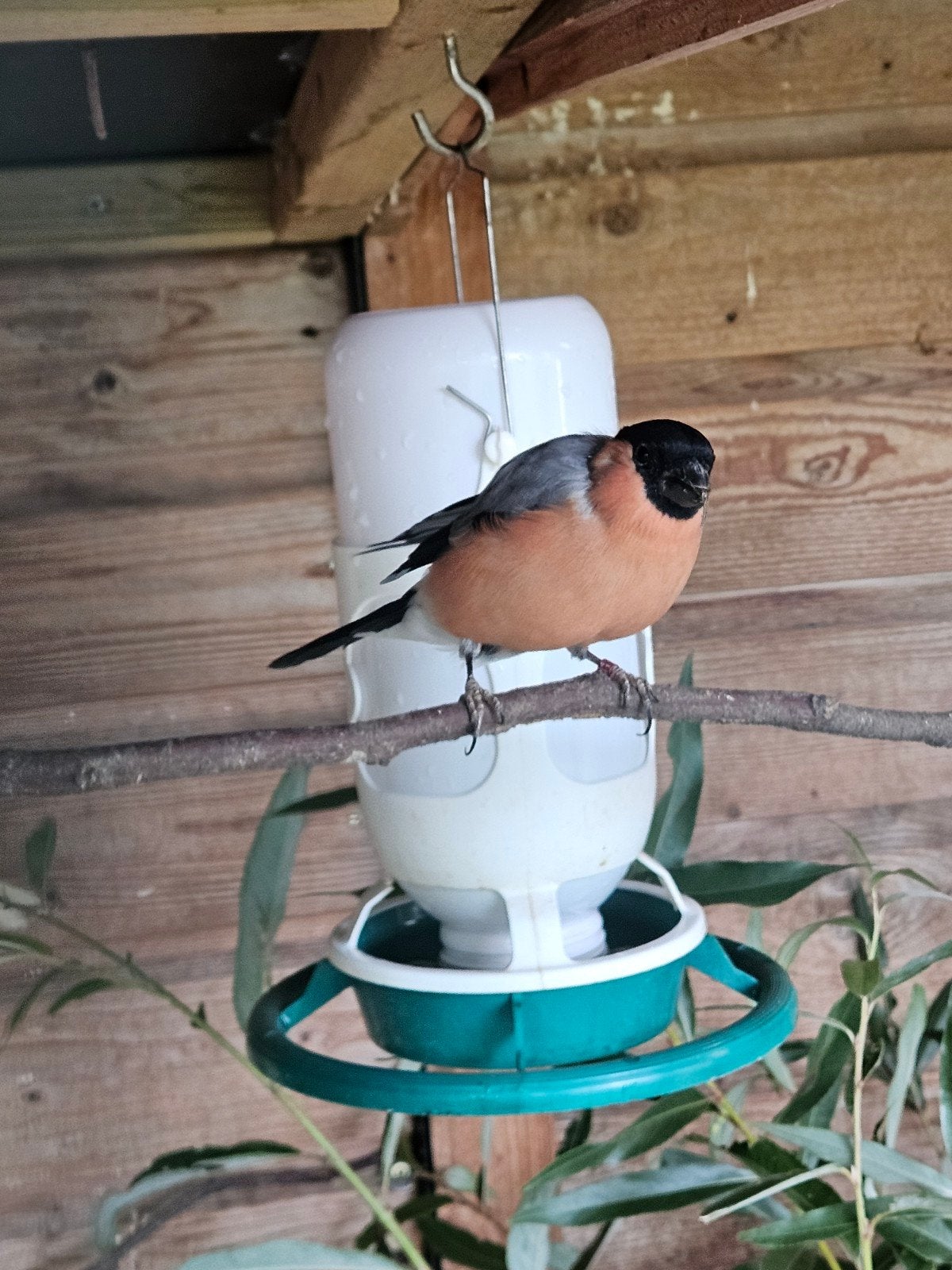 kanaries en wildzang, Dieren en Toebehoren, Ophalen