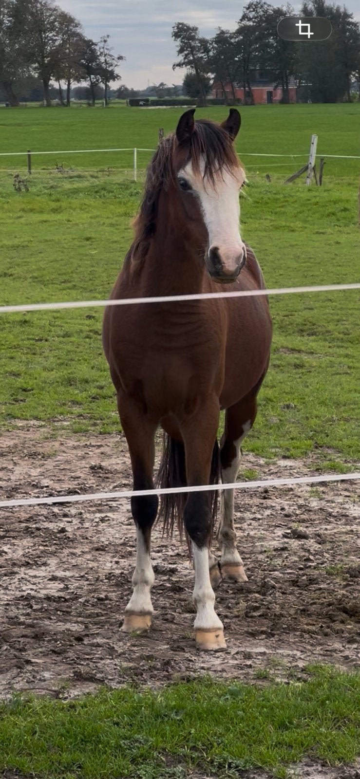 Prachtige welsh merrie, Dieren en Toebehoren, Merrie, Met stamboom, 0 tot 2 jaar, B pony (1.17m tot 1.27m)