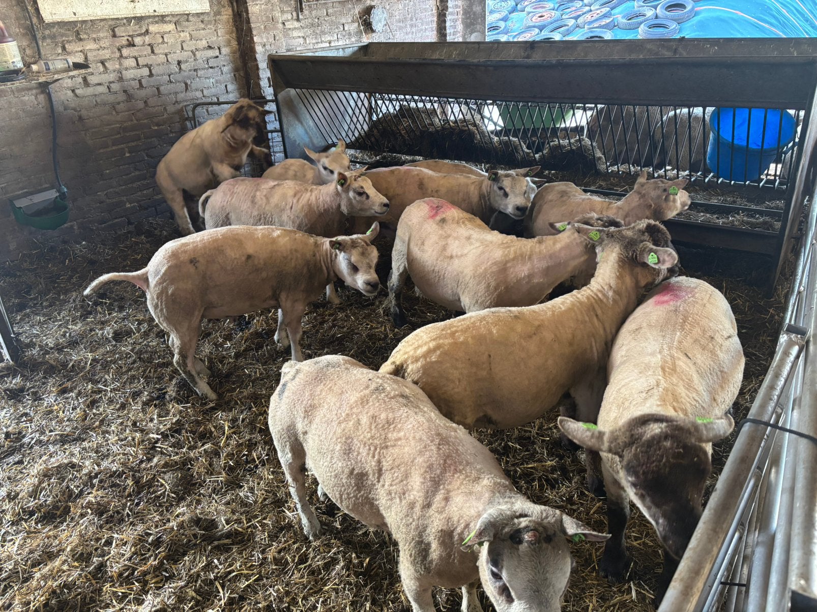 Texelaar rammen, Dieren en Toebehoren, Schapen, Geiten en Varkens, Mannelijk, Schaap