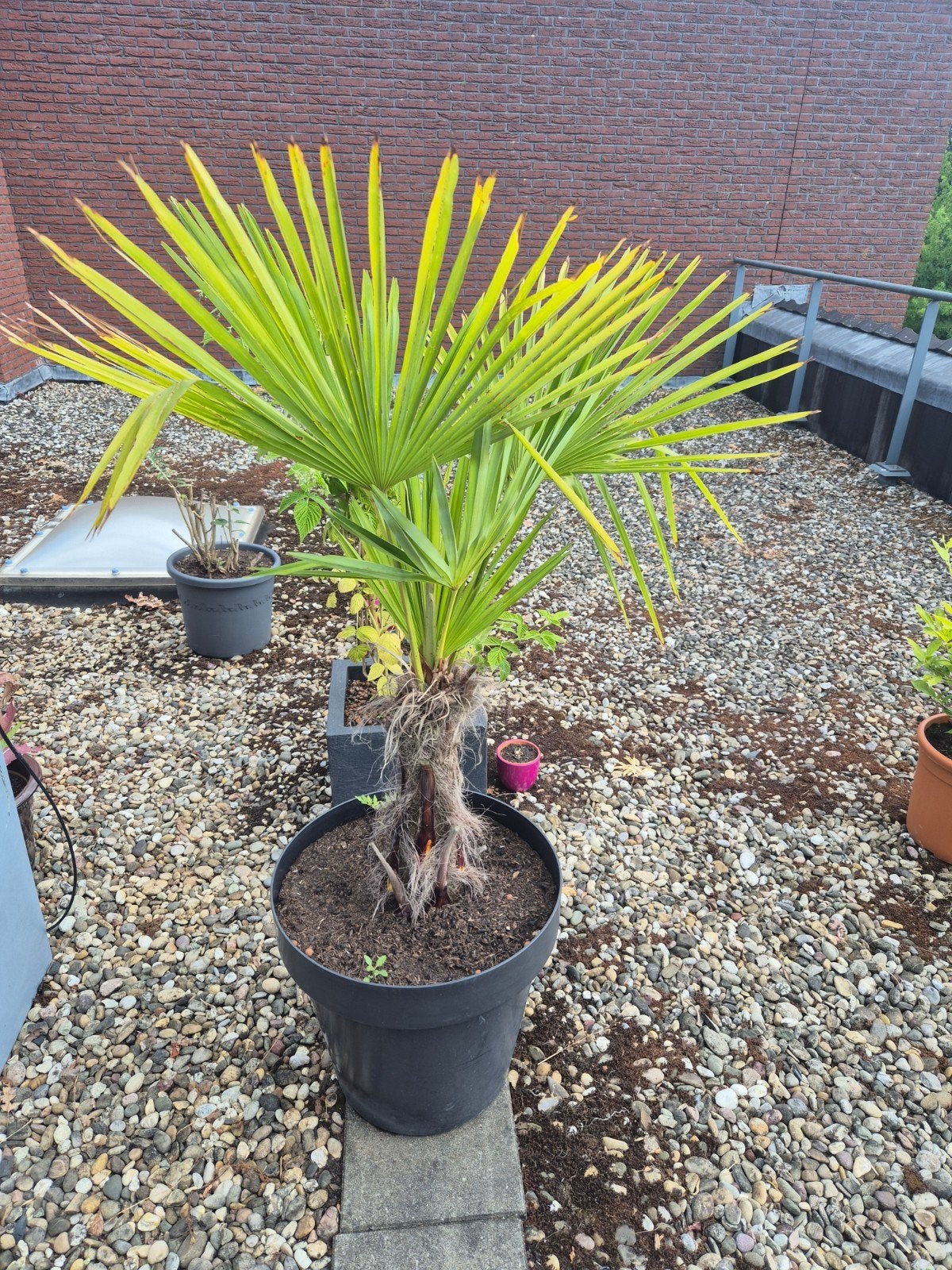 bomen,planten,klimplanten en potten te koop, Tuin en Terras, Planten | Bomen, Ophalen, Volle zon, Overige soorten