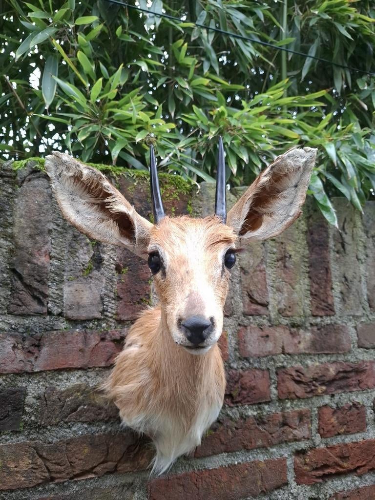 Opgezette Afrikaans steenbok taxidermy opgezet jacht schedel, Ophalen, Wild dier, Gewei of Kop