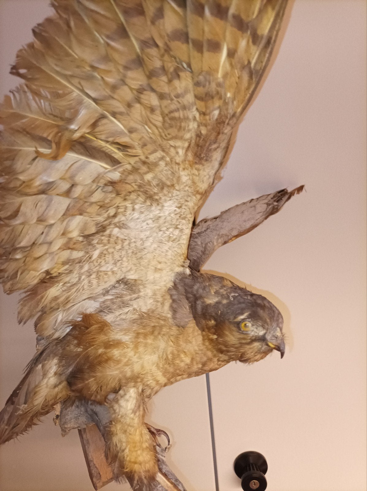 Opgezette torenvalk taxidermie prepareren, Ophalen of Verzenden