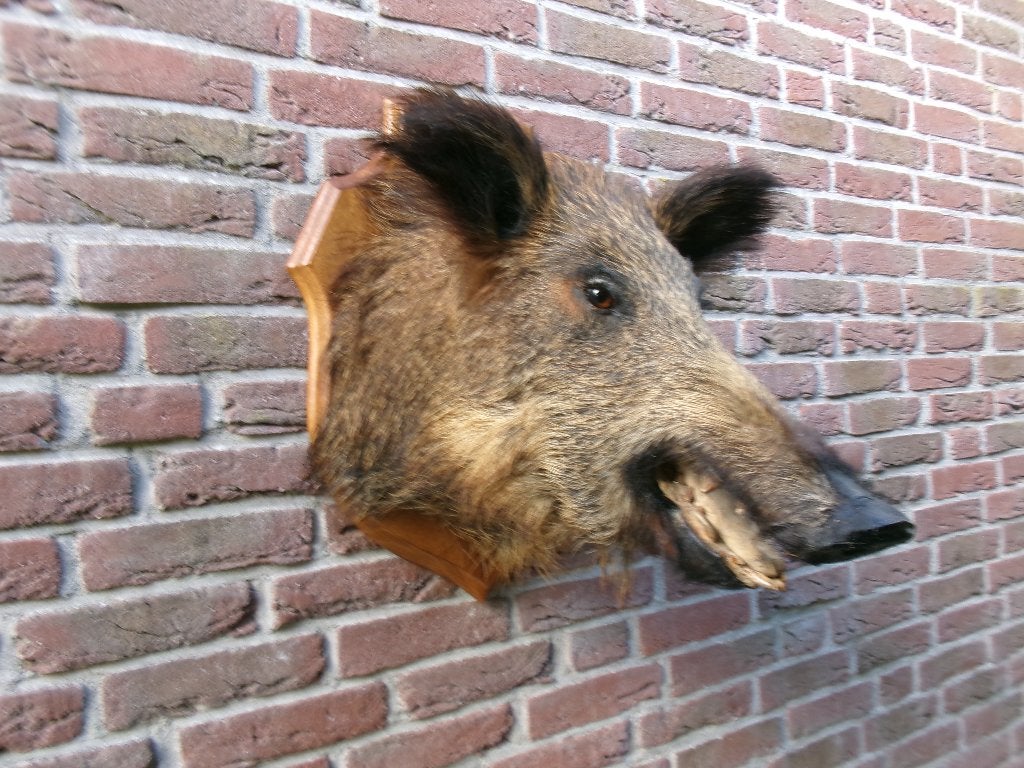 Prachtig groot opgezet wild zwijn op schild, Verzamelen, Ophalen of Verzenden, Zo goed als nieuw, Wild dier, Opgezet dier