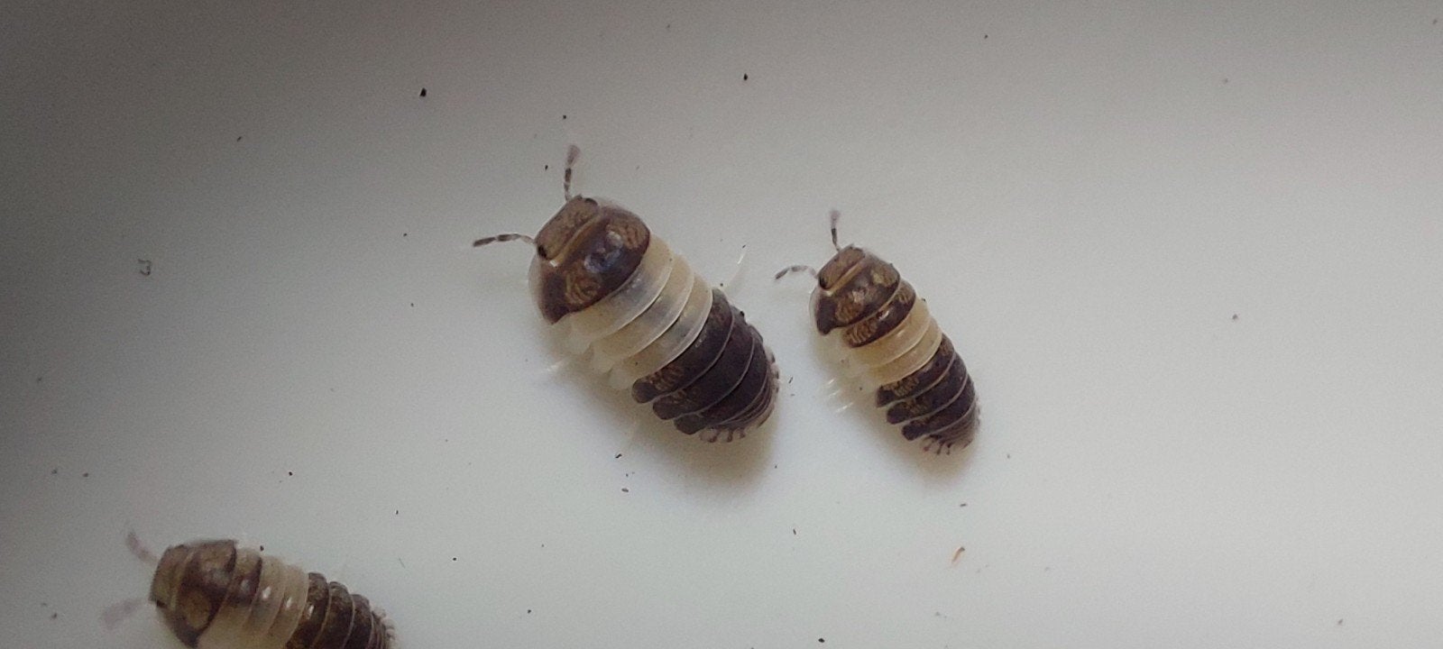 Cubaris sp. Panda King. 30 voor 15 euro, Dieren en Toebehoren, Overige soorten