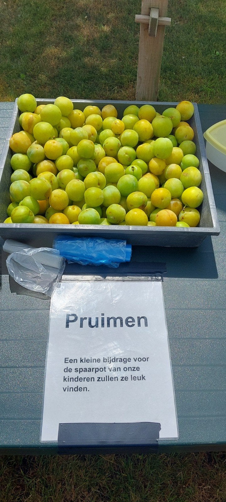 Verse pruimen direct van de boom!, Tuin en Terras, Planten | Fruitbomen, Ophalen