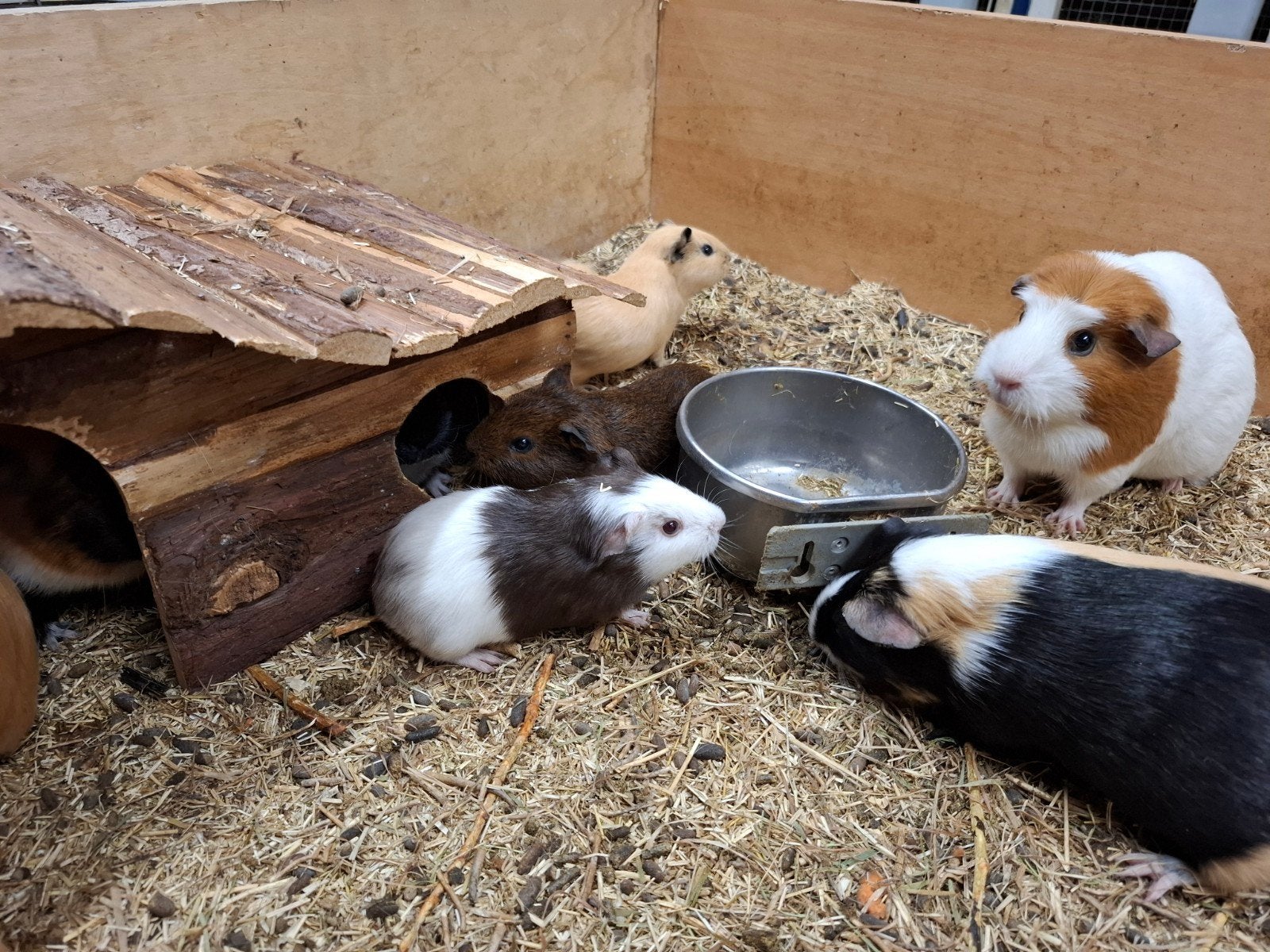 Mooie jonge cavia's in verschillende kleuren, Dieren en Toebehoren, Knaagdieren, Meerdere dieren, Tam, Maart, Cavia