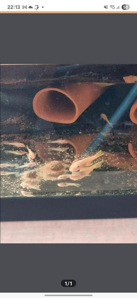 L144 blue eye ancistrus, Dieren en Toebehoren, Vissen | Aquariumvissen, Vis, Zoetwatervis, Schoolvis