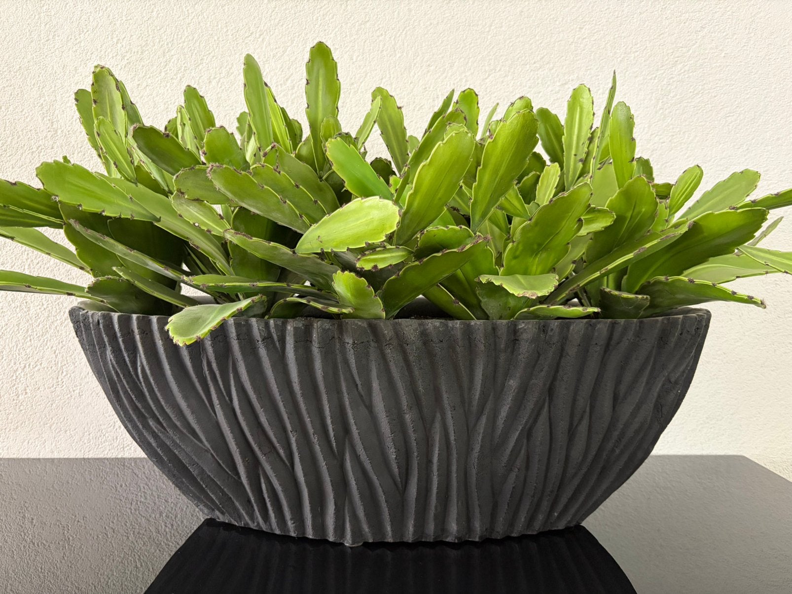 Fiori kamerplant in pot, Ophalen, Overige soorten, Halfschaduw, In pot
