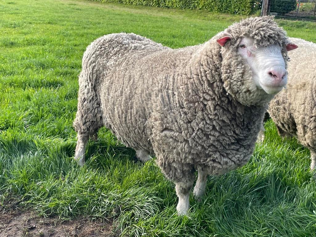 Poll dorset dekram zwoegervrij, Dieren en Toebehoren, Mannelijk, Schaap