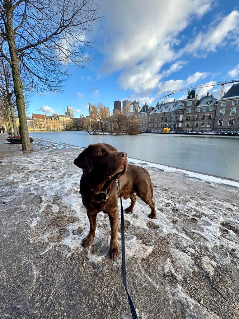 Charmante Labrador dekreu, Dieren en Toebehoren, Honden | Retrievers, Spaniëls en Waterhonden, 6 jaar of ouder, Reu, Labrador retriever