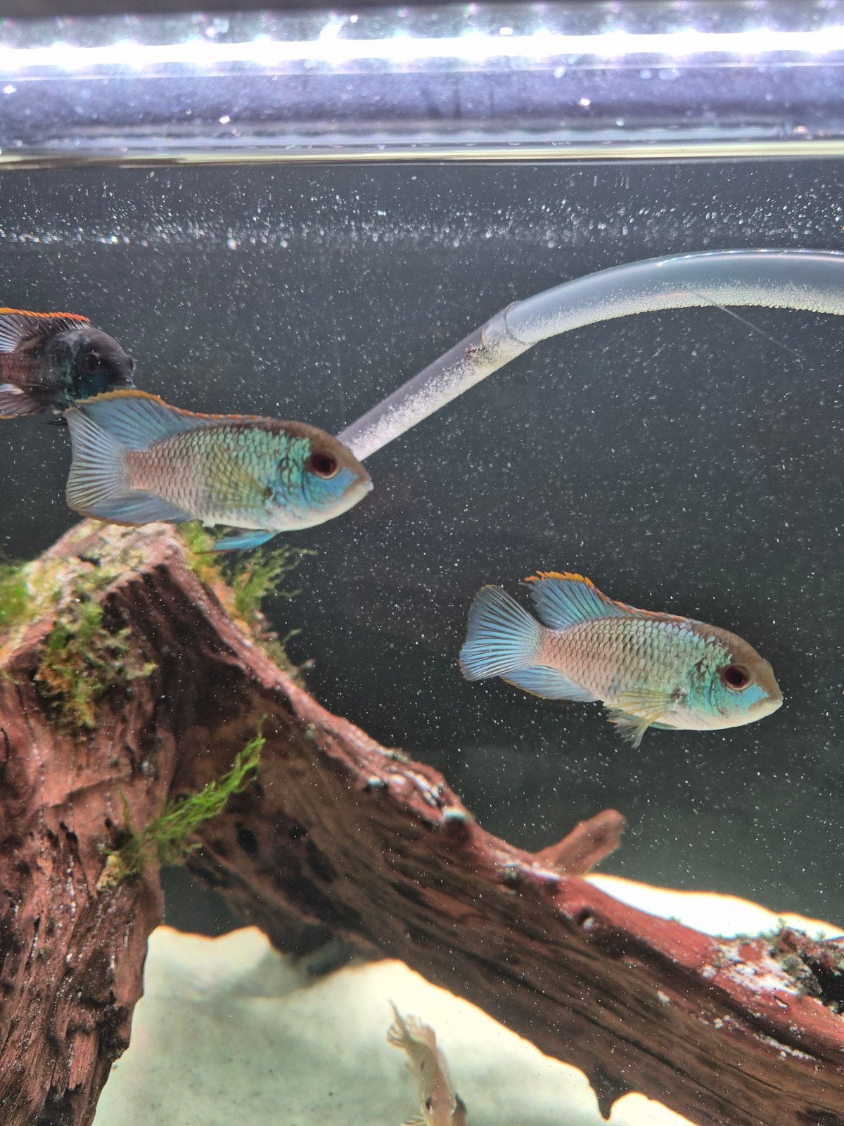 2 electric bleu acara's, Vis