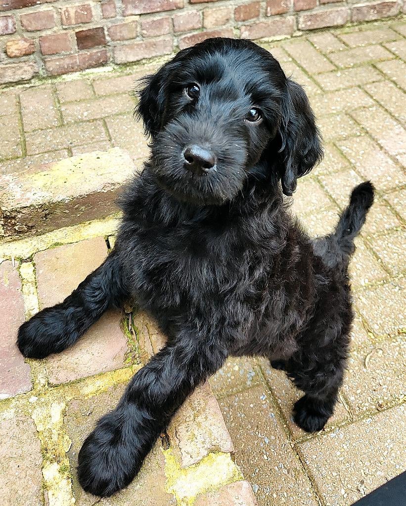 zwarte f4 multigen labradoodle pups, Parvo, Overige rassen, 8 tot 15 weken, Meerdere