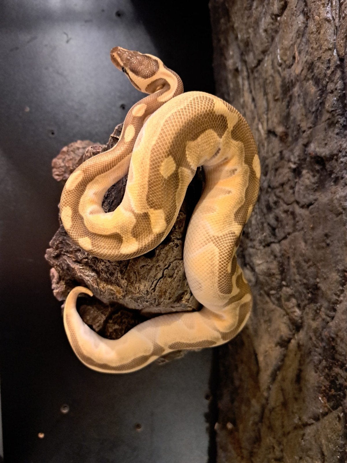 koningspython (regius) pastel vrouw Ball Python photo 5