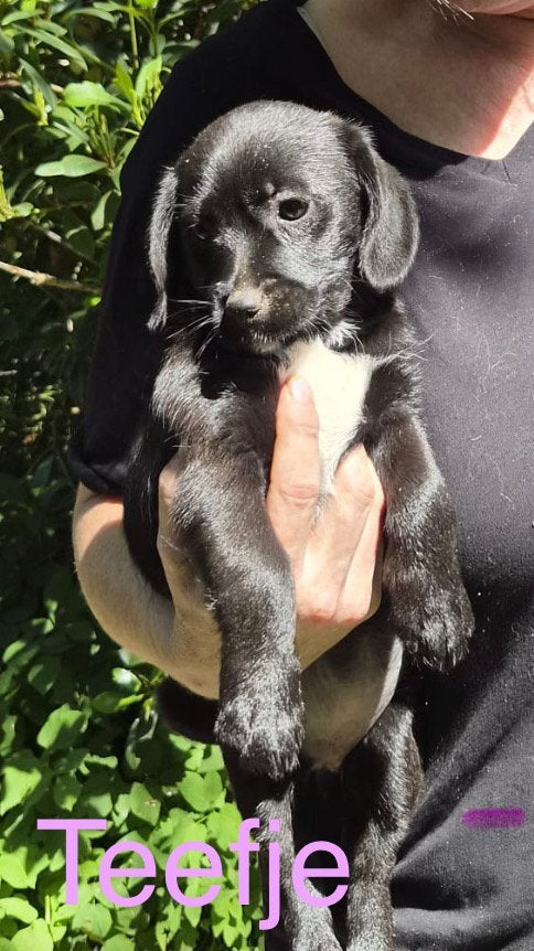 6 (nog 5!)  lieve en sociale Boomer pups 4 meiden  2 jongens, Parvo, Nederland, Overige rassen, 8 tot 15 weken