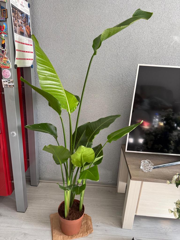Strelitzia Nicolai, Ophalen, Volle zon, 150 tot 200 cm