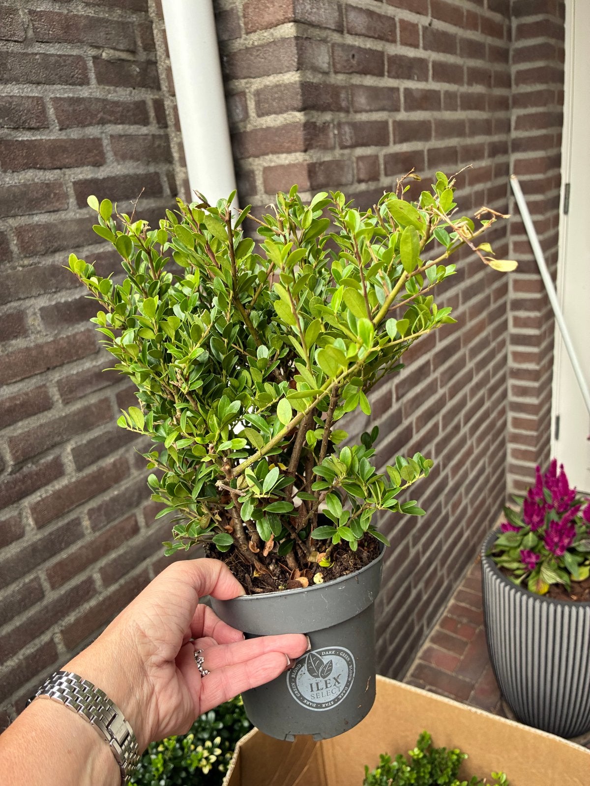 24x Ilex Crenata 'Dark Green' (Japanse Hulst) - Vandaag gele, Vaste plant, Bloeit niet, Halfschaduw, Ophalen