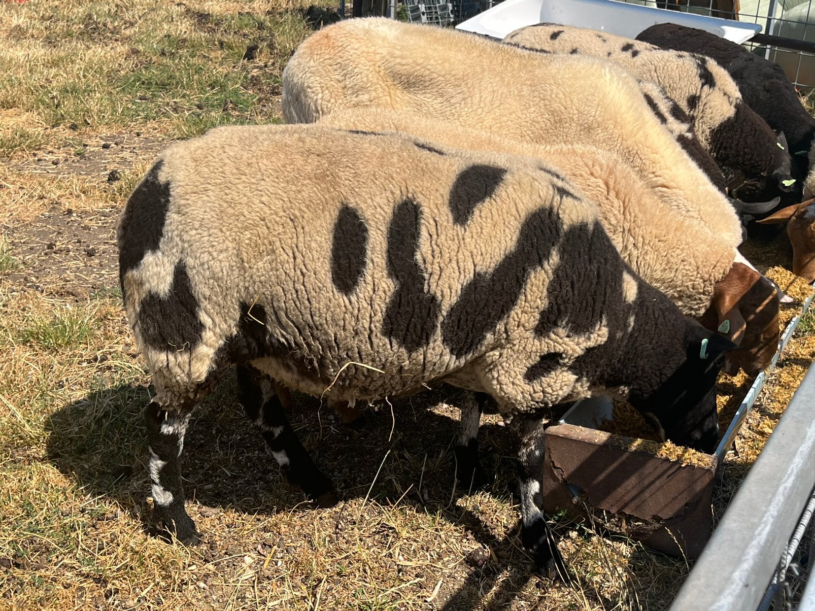 Bonte ooi, Vrouwelijk, Schaap