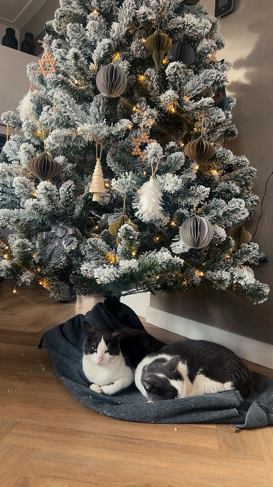 Twee lieve katers, Dieren en Toebehoren, Kater