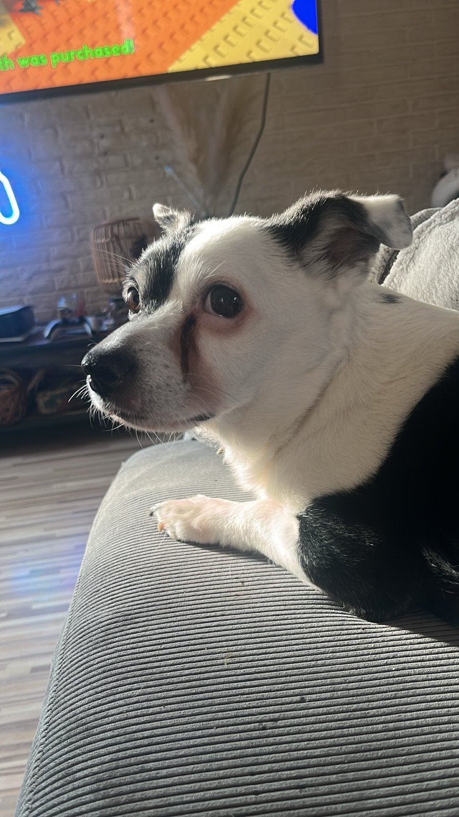 Gezocht !Jackrussel pup die begin juli uit het nest mag., Ophalen, Zo goed als nieuw, Riet