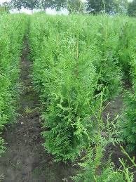 Thuja exsalsa ,is een mooie donkergroene haagconifeer, Ophalen, Conifeer, Haag, 100 tot 250 cm